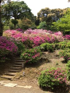 基山　つつじ寺　大興善寺