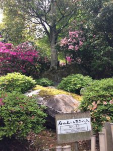 基山　つつじ寺　大興善寺