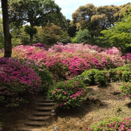 つつじ寺　基山　大興善寺